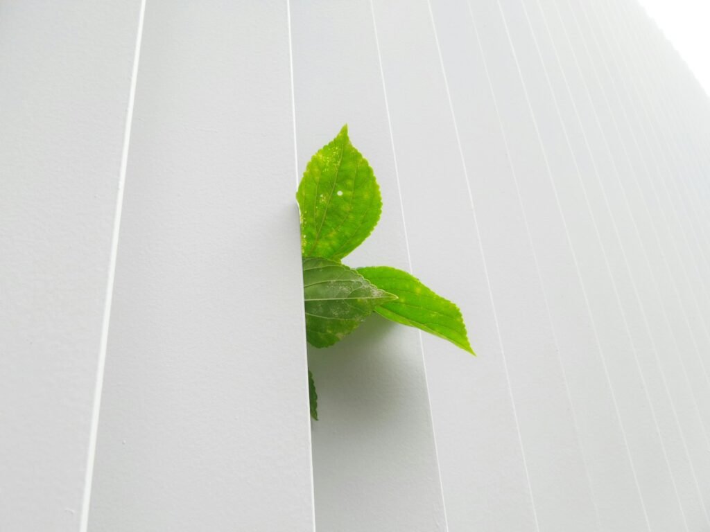 green-leafed plant