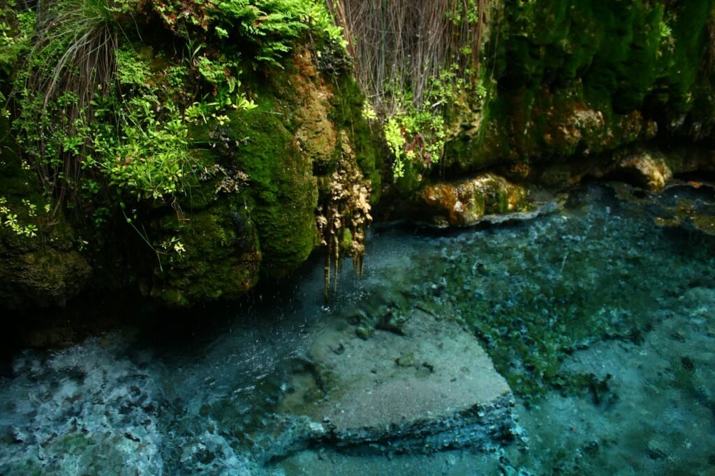 a stream running through a lush green forest