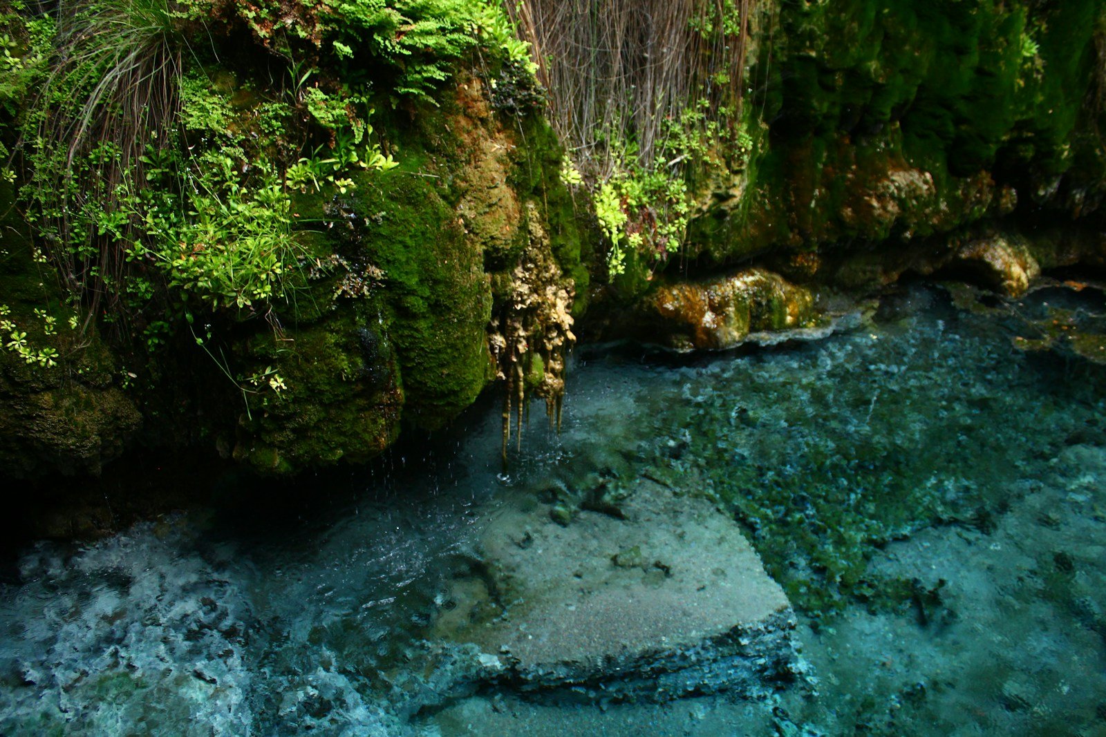 a stream running through a lush green forest